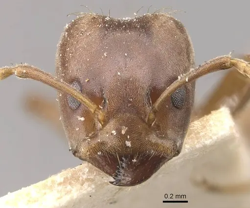 Azteca alfari - CASENT0909631