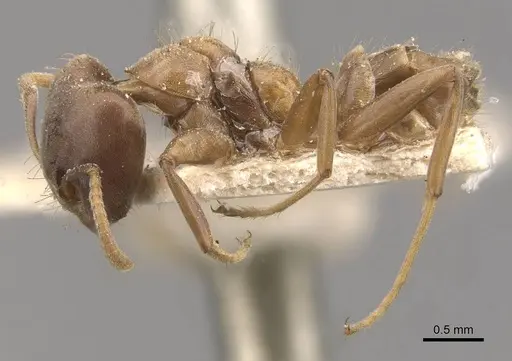 Azteca alfari - CASENT0909631