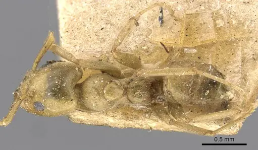 Azteca alfari - CASENT0909711