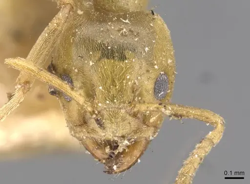 Azteca alfari - CASENT0909711