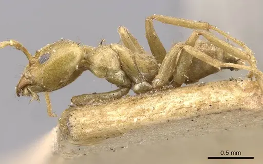 Azteca alfari - CASENT0909711