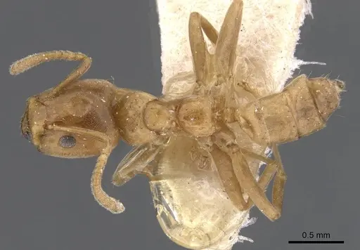 Azteca alfari - CASENT0911459