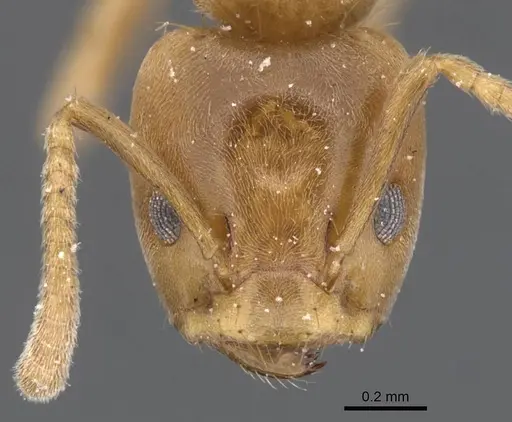 Azteca alfari - CASENT0911459