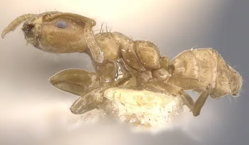 Azteca alfari - CASENT0911459