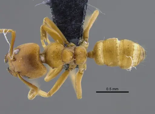 Azteca alfari - CBUMAGENT41838