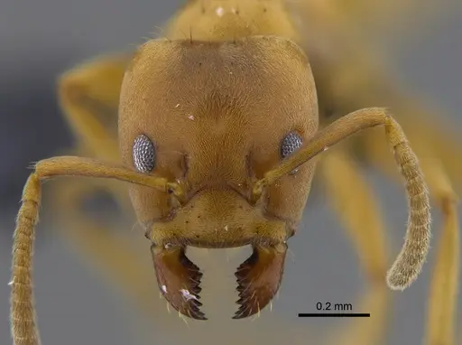 Azteca alfari - CBUMAGENT41838