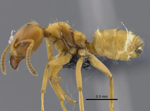 Azteca alfari - CBUMAGENT41838