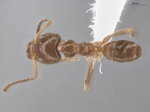 Azteca alfari - ECOFOG-KR19-0078-03