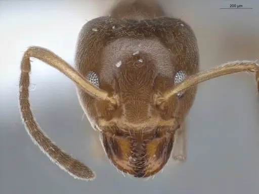 Azteca alfari - ECOFOG-KR19-0078-03