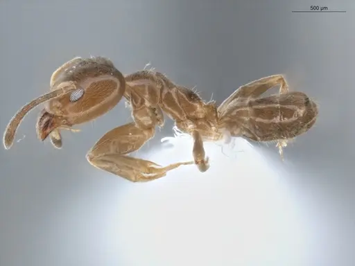 Azteca alfari - ECOFOG-KR19-0078-03