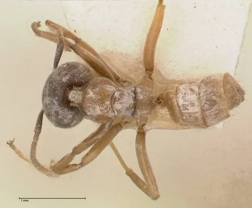 Azteca alfari - FOCOL0537