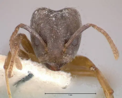 Azteca alfari - FOCOL0537