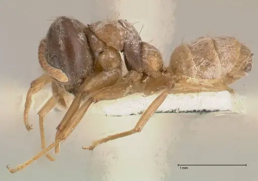 Azteca alfari - FOCOL0537