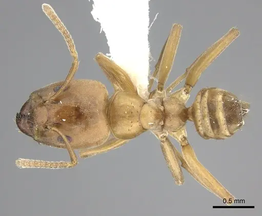 Azteca alfari - INBIOCRI001280538