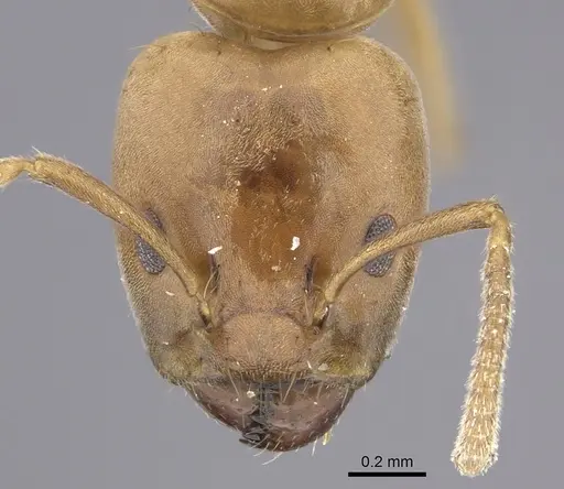 Azteca alfari - INBIOCRI001280538