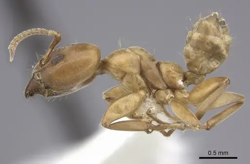 Azteca alfari - INBIOCRI001280538