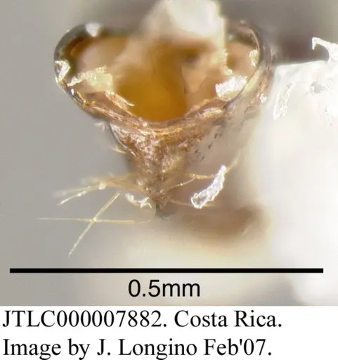 Azteca alfari - JTLC000007882