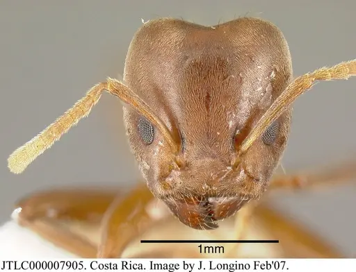 Azteca alfari - JTLC000007905