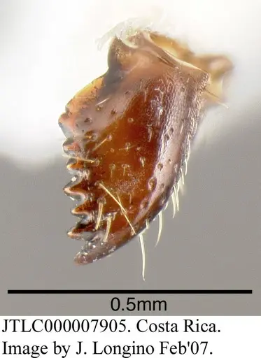 Azteca alfari - JTLC000007905