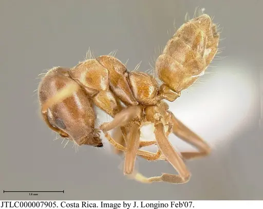 Azteca alfari - JTLC000007905