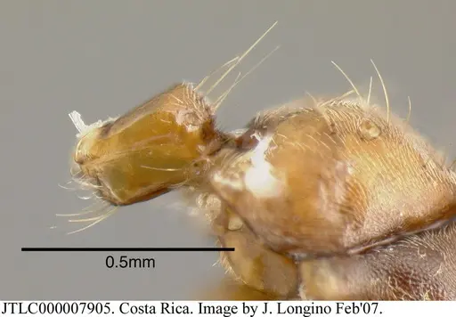 Azteca alfari - JTLC000007905