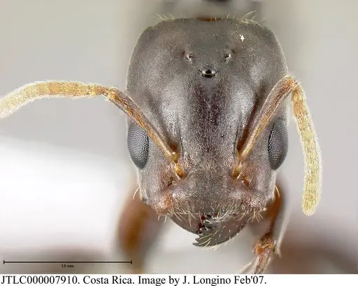 Azteca alfari - JTLC000007910