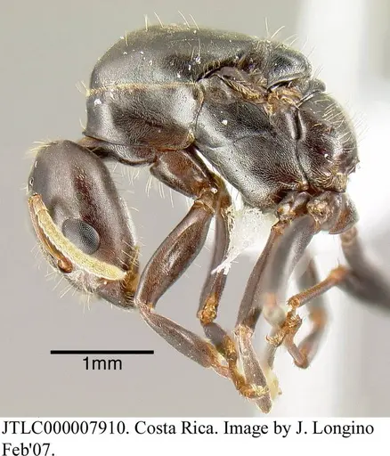 Azteca alfari - JTLC000007910