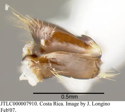 Azteca alfari - JTLC000007910