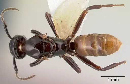 Azteca andreae specimen