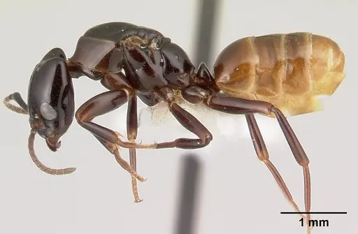 Azteca andreae specimen