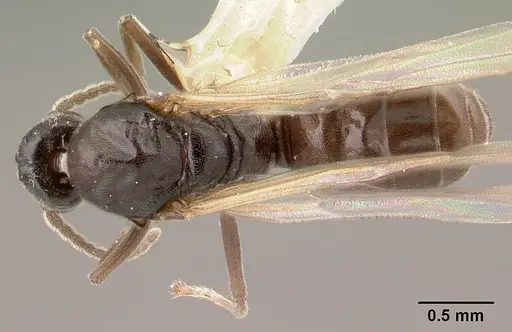 Azteca andreae - CASENT0179546