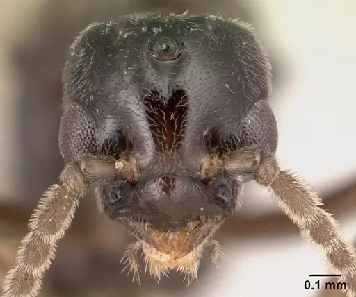 Azteca andreae - CASENT0179546