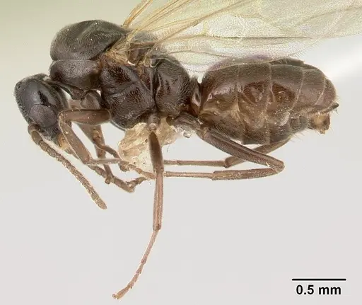 Azteca andreae - CASENT0179546