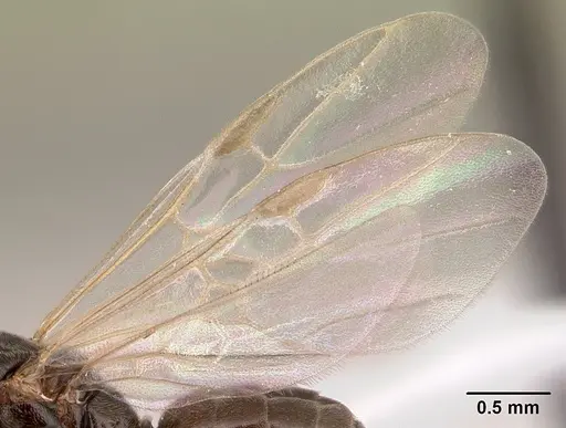 Azteca andreae - CASENT0179546