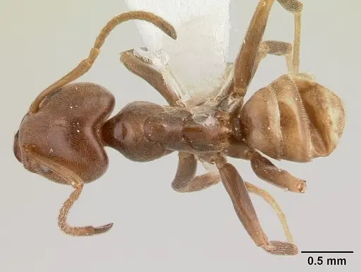 Azteca andreae - CASENT0179547