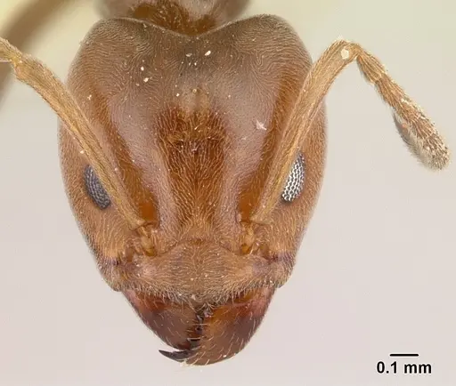 Azteca andreae - CASENT0179547