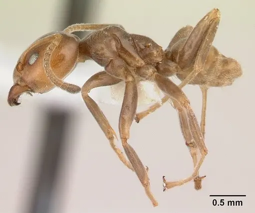 Azteca andreae - CASENT0179547