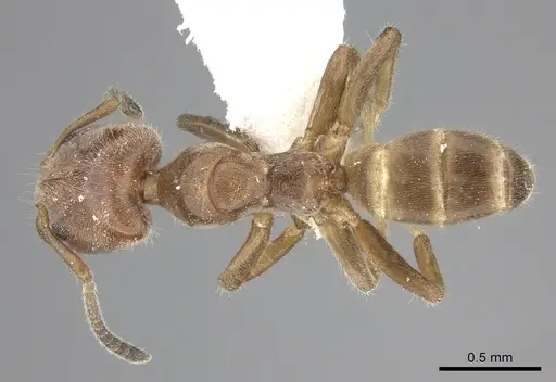 Azteca angusticeps specimen