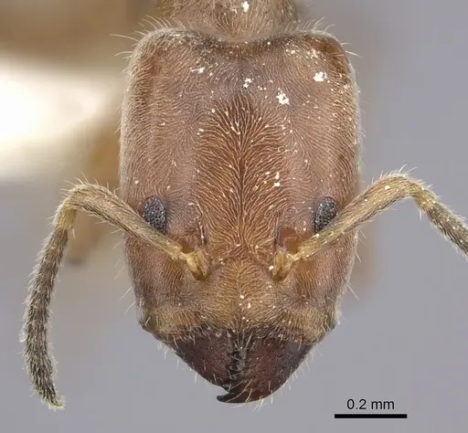 Azteca angusticeps specimen