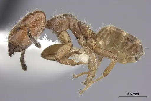 Azteca angusticeps specimen