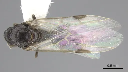 Azteca angusticeps - CASENT0619154