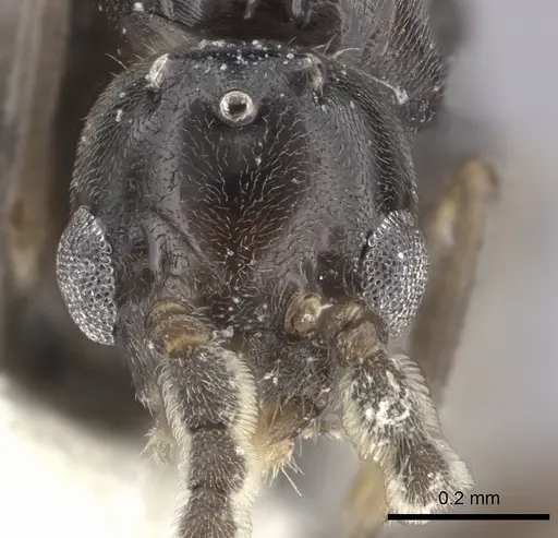 Azteca angusticeps - CASENT0619154