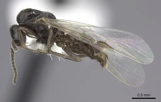 Azteca angusticeps - CASENT0619154