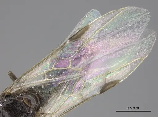 Azteca angusticeps - CASENT0619154