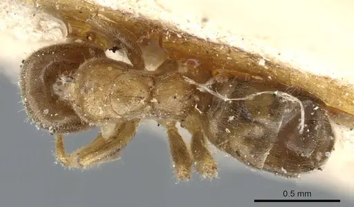 Azteca angusticeps - CASENT0905101