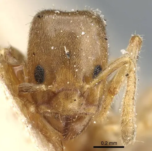 Azteca angusticeps - CASENT0905101