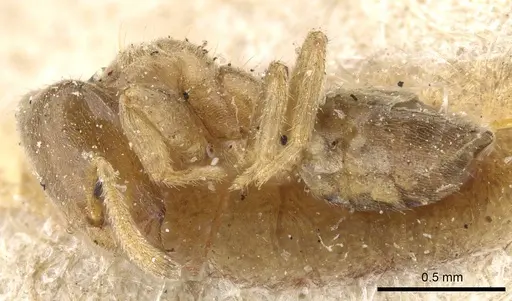 Azteca angusticeps - CASENT0905101