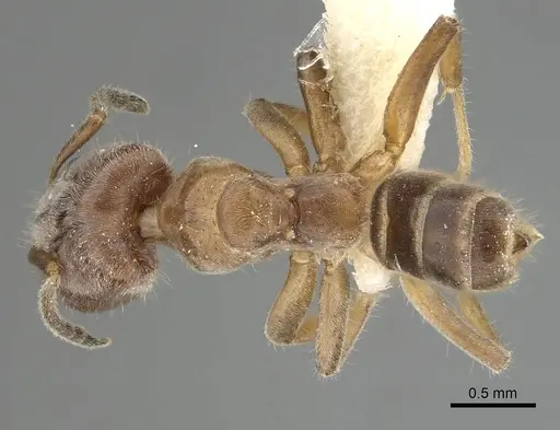 Azteca angusticeps - JTLC000008466