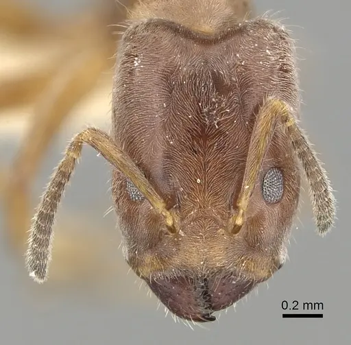 Azteca angusticeps - JTLC000008466