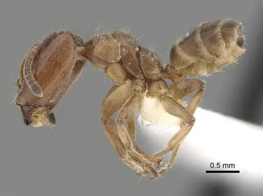 Azteca angusticeps - JTLC000008466